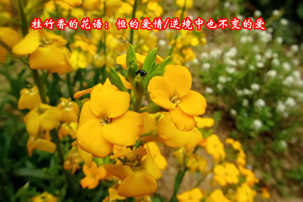 桂竹香的花语和寓意