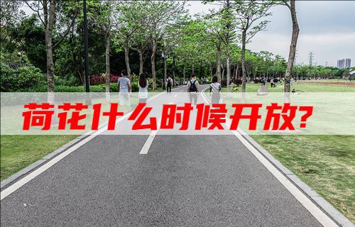 荷花什么时候开放?