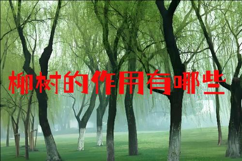 ��������������Щ��