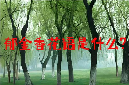 郁金香花语是什么?