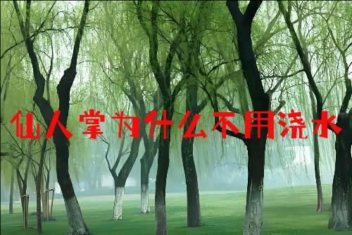 仙人掌为什么不用浇水